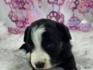 Mini Aussiedoodle dogs Mini Aussiedoodle Puppy 4 - Ad 13