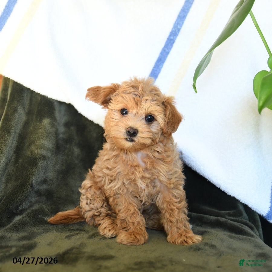 Maltipoo dogs for sale: Curl  - Ad 2