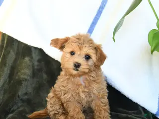 Maltipoo dogs for sale: Curl - Ad 2