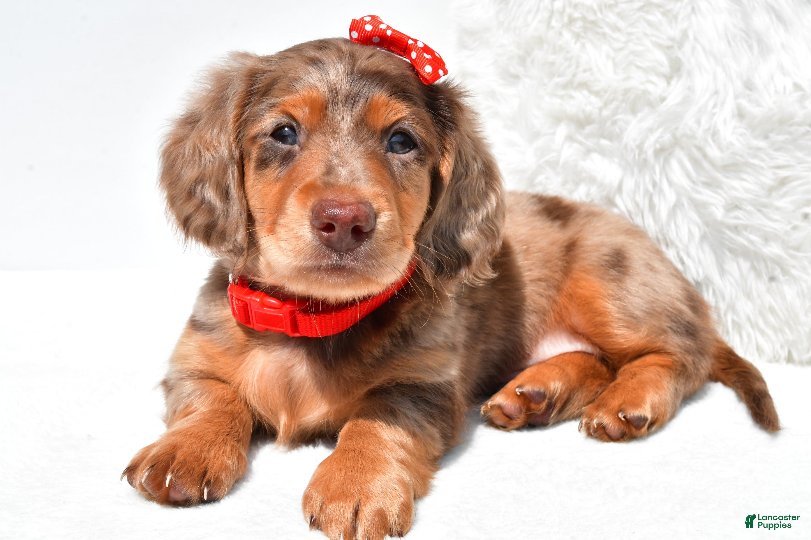 Kelpie Stud Bear Creek Working Kelpies Dachshund Puppies For Sale