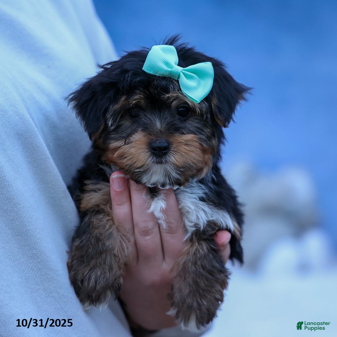 Yorkshire Terrier dogs for sale: Chip - Ad 1