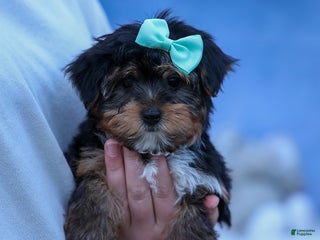 Yorkshire Terrier dogs Chip - Ad 9