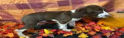 English Springer Spaniel dogs for sale: Kayce  - Ad 3