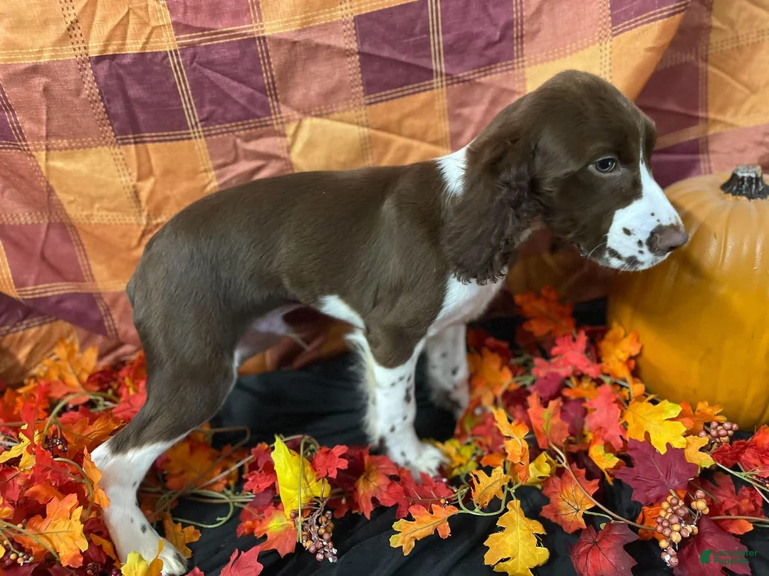 English Springer Spaniel dogs for sale: Kayce  - Ad 3