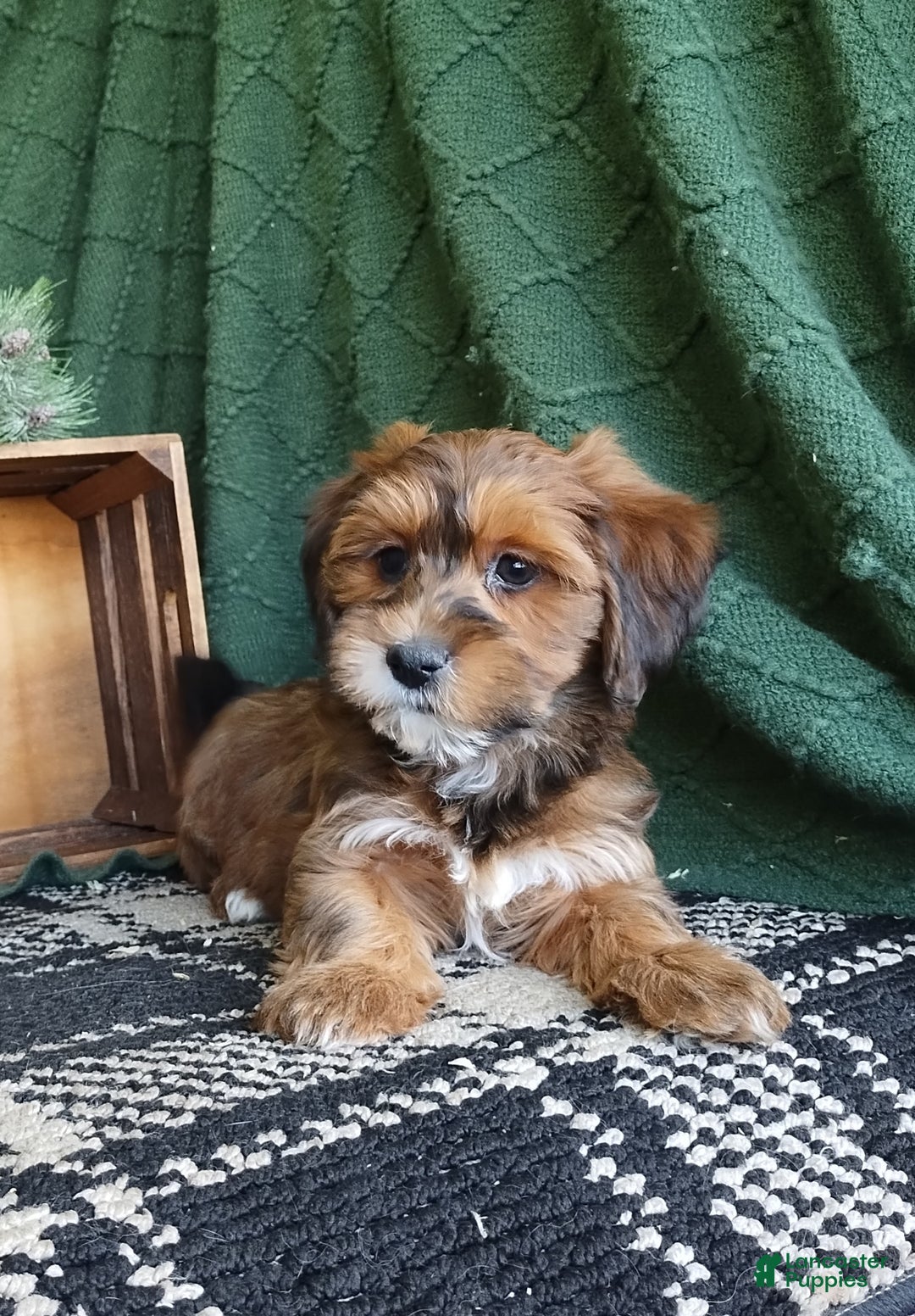 Havanese dogs for sale: Autumn  - Ad 4