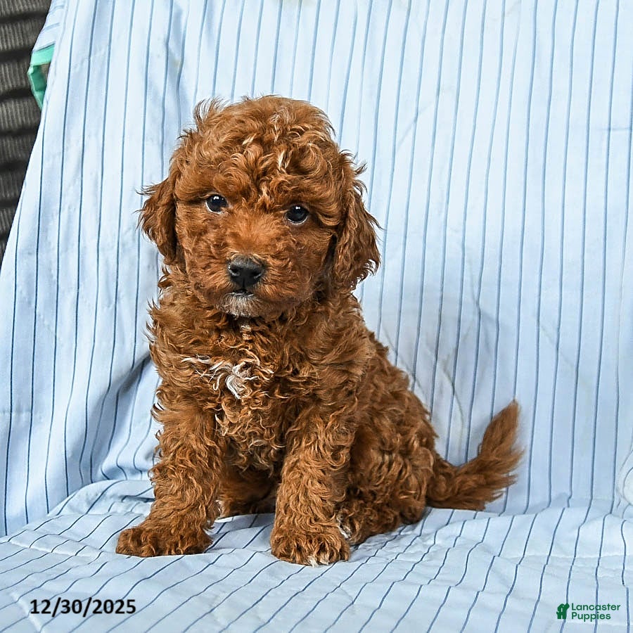Toy Poodle dogs for sale: Toby - Ad 2