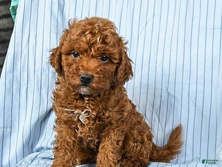 Toy Poodle dogs for sale: Toby - Ad 2