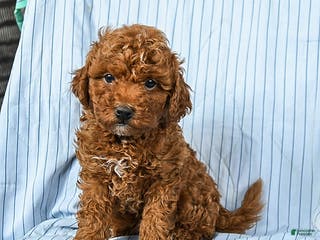 Toy Poodle dogs Toby - Ad 42