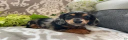 Miniature Dachshund dogs for sale: Sheila - Ad 10