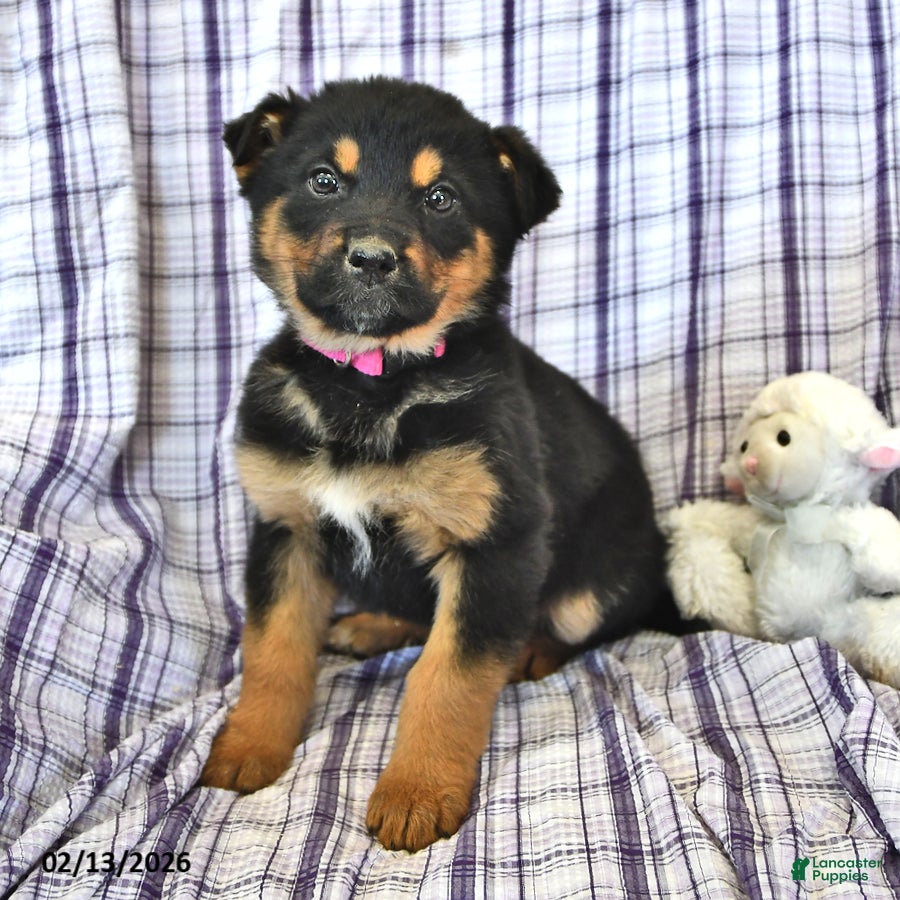 Mixed Breed dogs Bella   - Ad 2