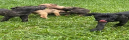 Cane Corso dogs for sale: Cane Corso Puppy 2 - Ad 4