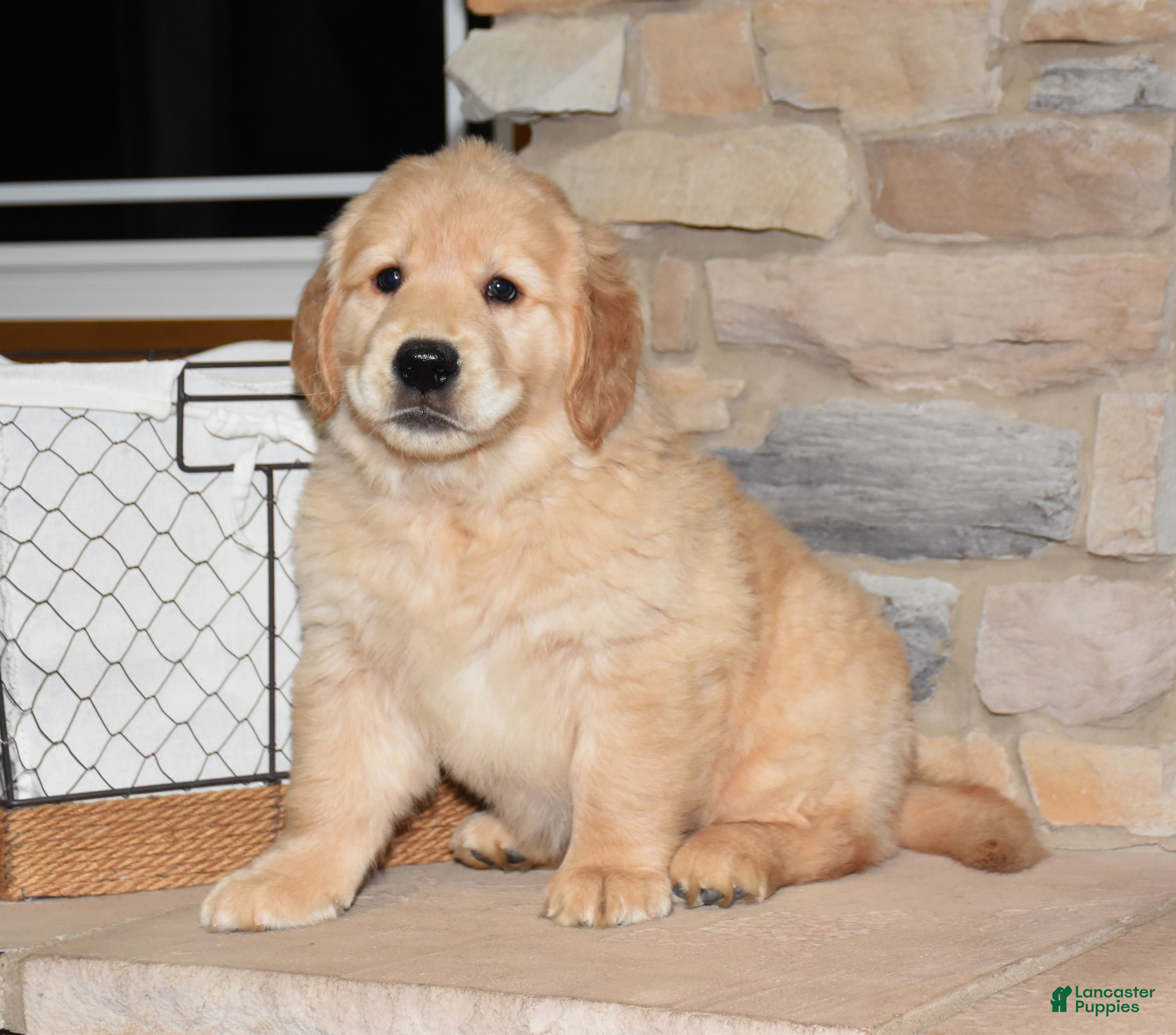 Golden Retriever dogs Bear - Ad 1