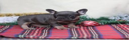 French Bulldog dogs for sale: Angel - Ad 2