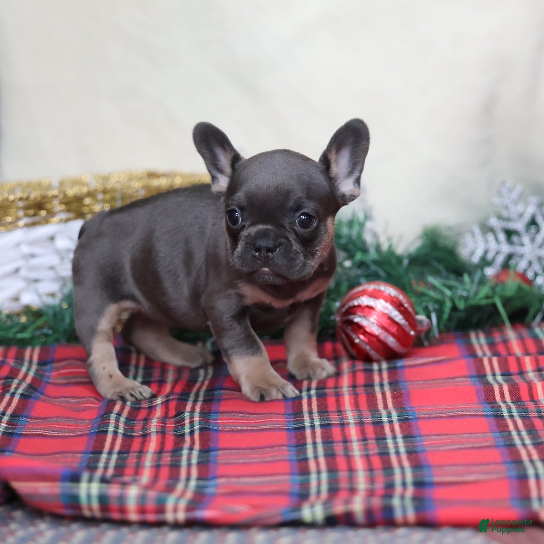 French Bulldog dogs for sale: Angel - Ad 2