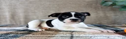 Mixed Breed dogs for sale: Rafael - Ad 5
