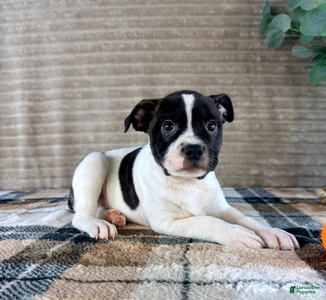 Mixed Breed dogs for sale: Rafael - Ad 5