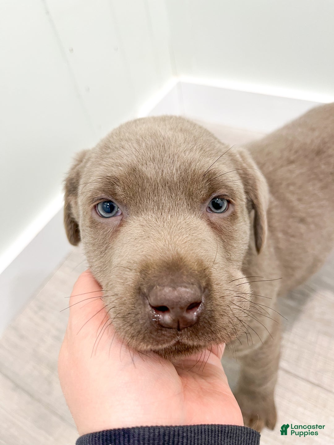 Labrador Retriever dogs for sale: Shadow - Ad 6