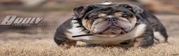 English Bulldog dogs for sale: Lucy - Ad 7