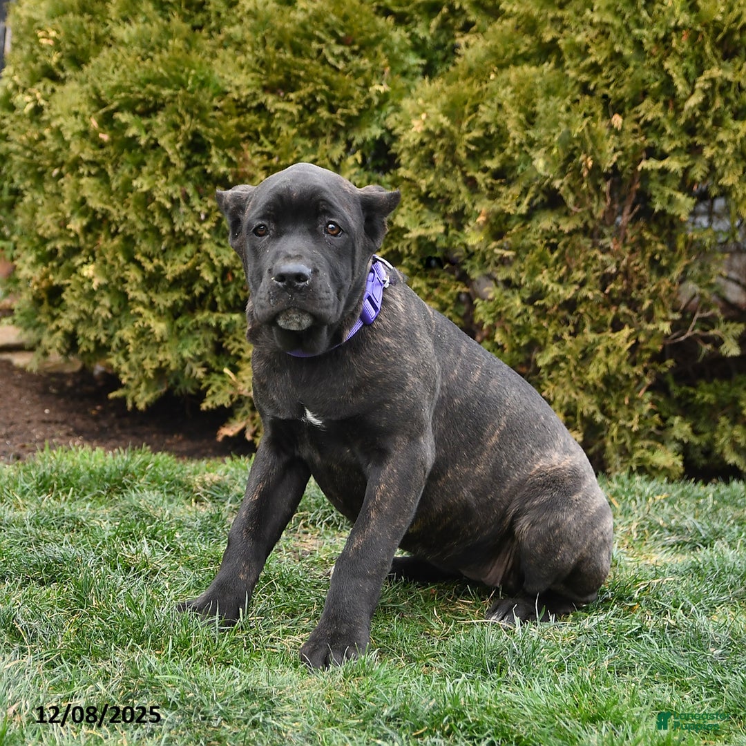 Cane Corso dogs for sale: Penny - Ad 2
