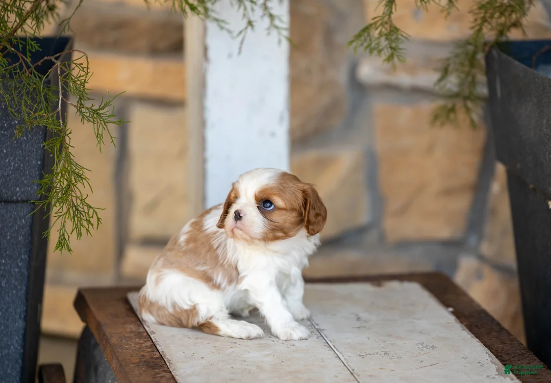 Cavalier King Charles Spaniel dogs for sale: AKC Wendy - Ad 3