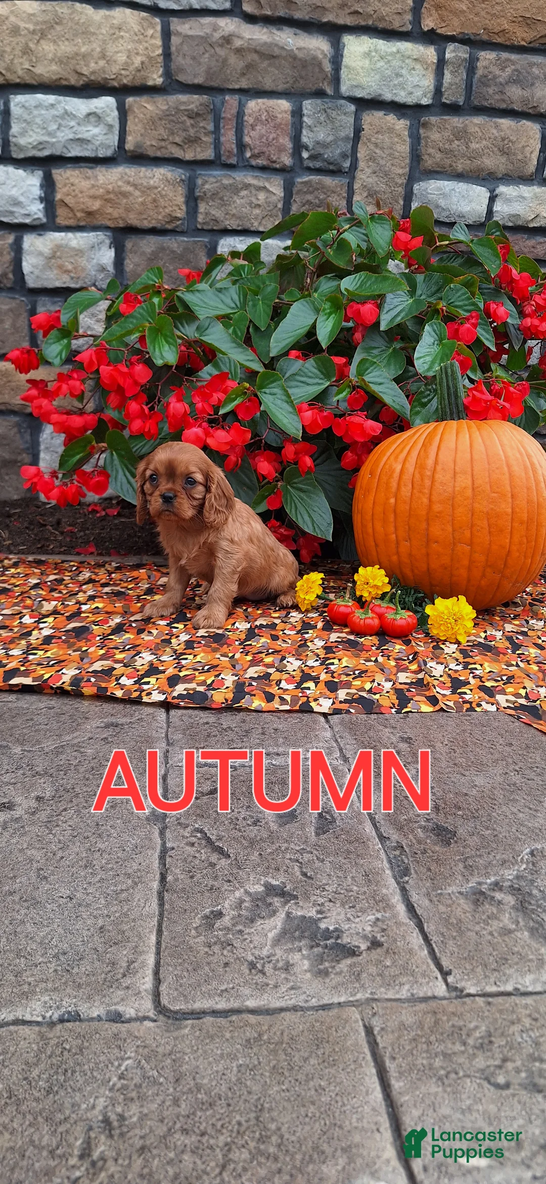 Cavalier King Charles Spaniel dogs for sale: Cavalier King Charles Spaniel 4 - Ad 2