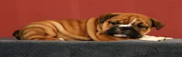 English Bulldog dogs for sale: Max - Ad 8
