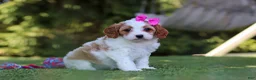 Cavapoo dogs for sale: Ophelia - Ad 5