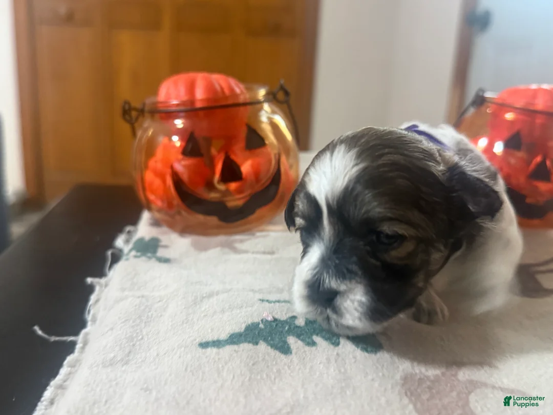 Teddy Bear dogs for sale: Teddy Bear purple female  - Ad 2