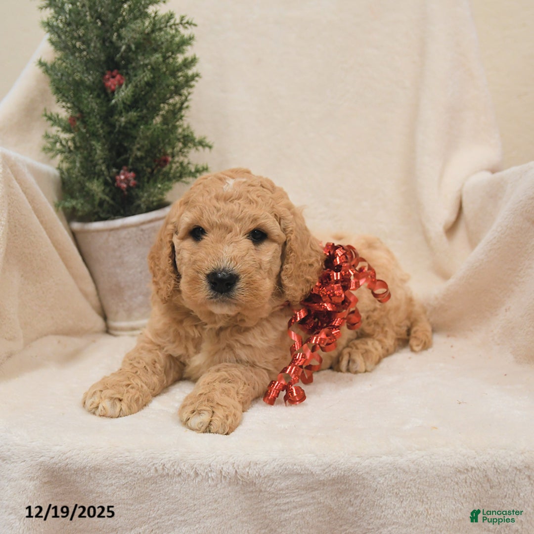 Goldendoodle dogs for sale: Buck - Ad 2
