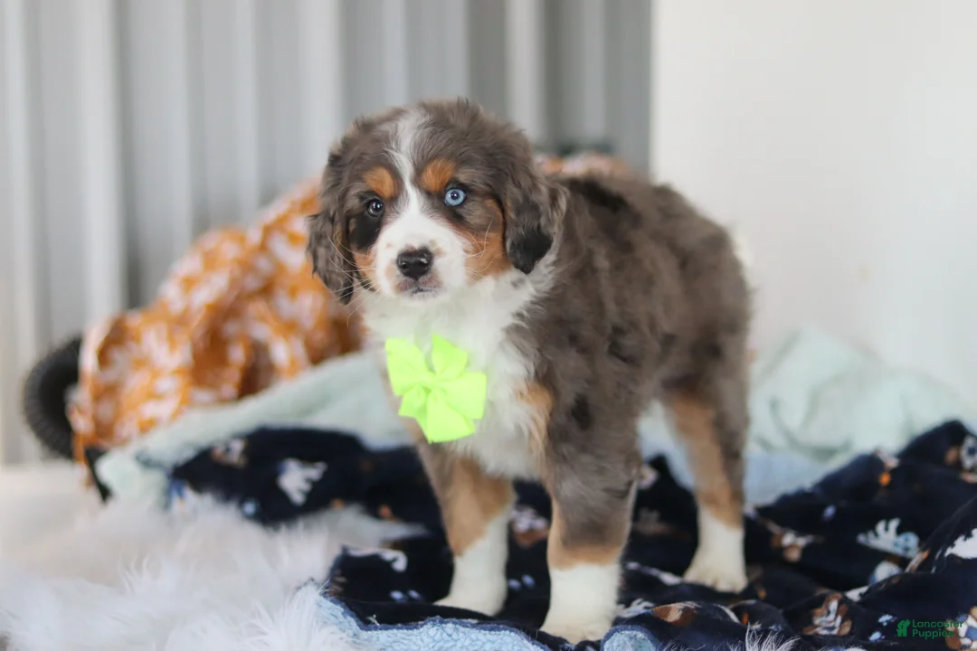 Mini Bernedoodle dogs for sale: Apollo - Ad 4