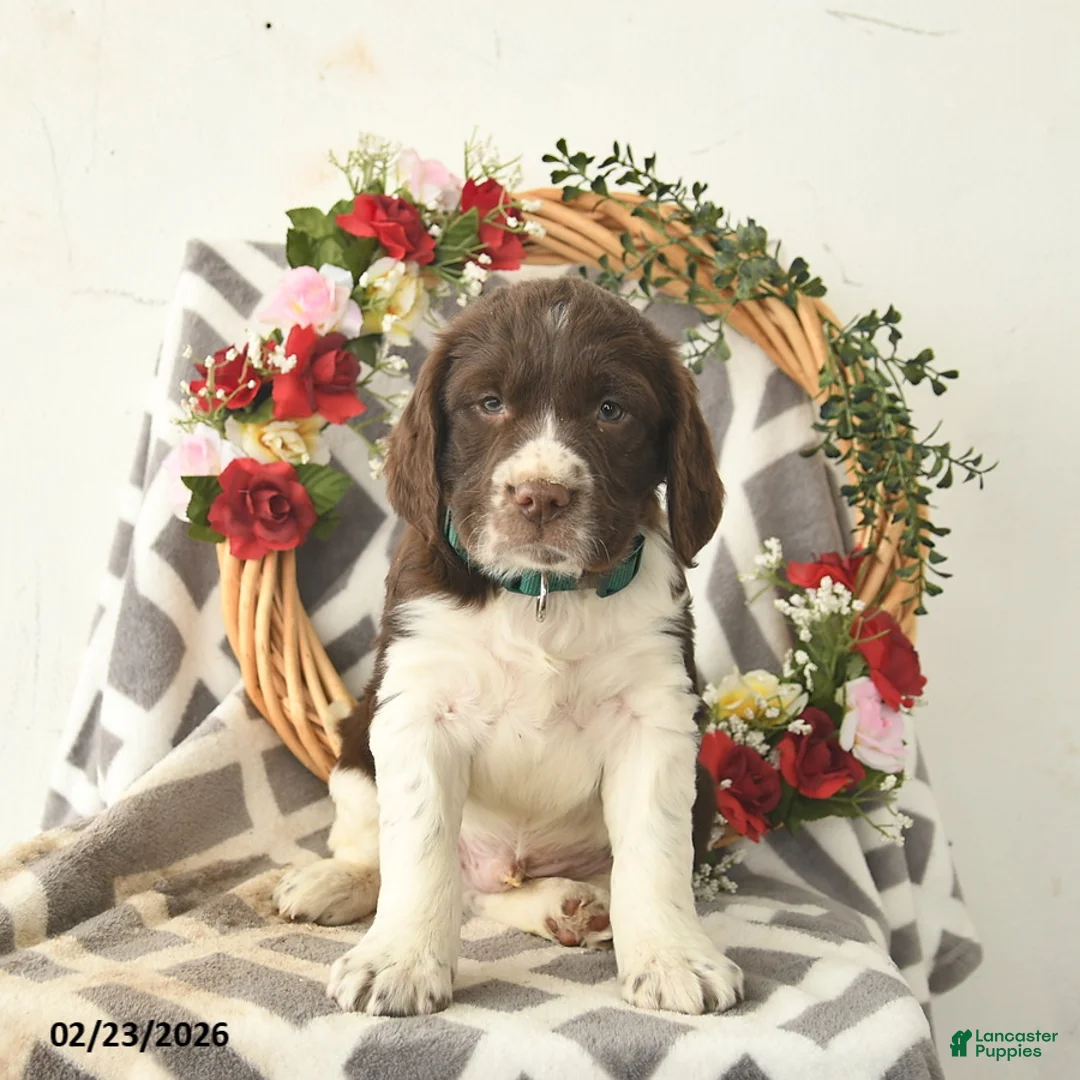 English Springer Spaniel dogs for sale: Derby  - Ad 3