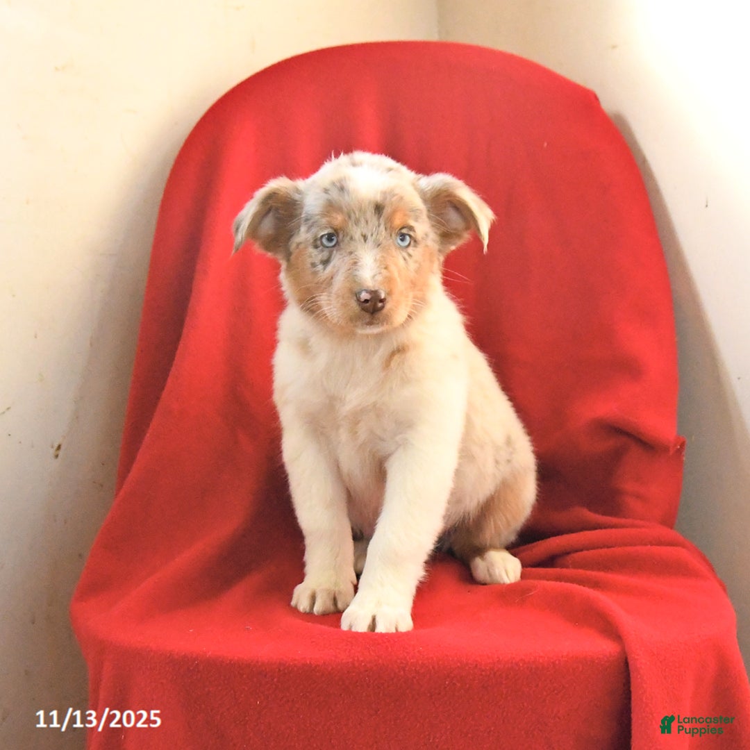 Australian Shepherd dogs for sale: Confetti - Ad 1