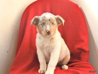 Australian Shepherd dogs Confetti - Ad 40