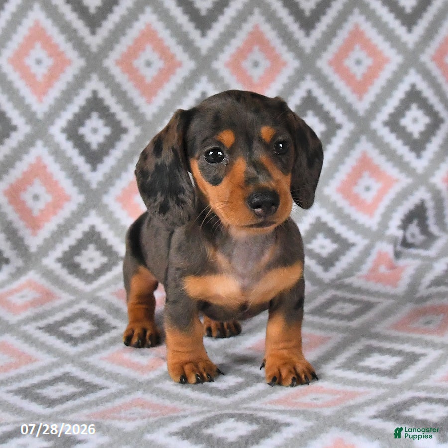 Dachshund dogs Piper - Ad 1