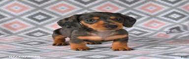 Piper