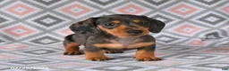 Dachshund dogs for sale: Piper - Ad 1