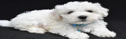 Maltipoo dogs for sale: Bryson - Ad 7