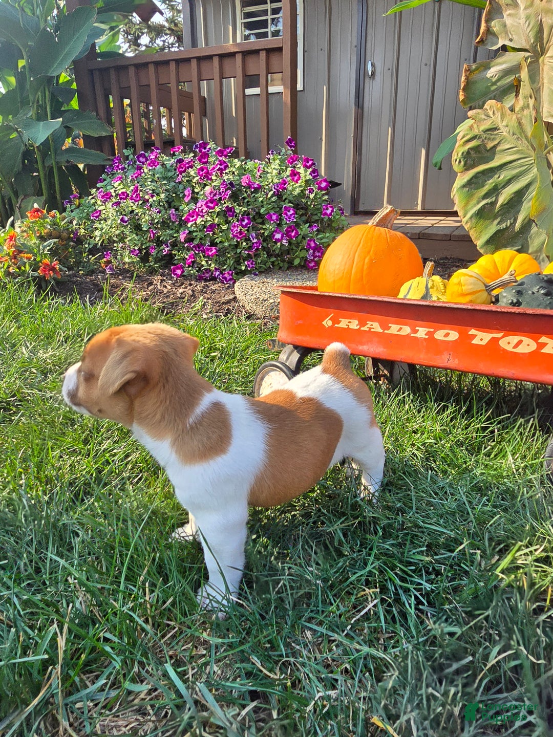 Jack Russell Terrier dogs for sale: Max - Ad 3