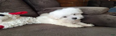 Snowbelle