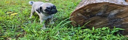 Pug dogs for sale: Dwight - Ad 8