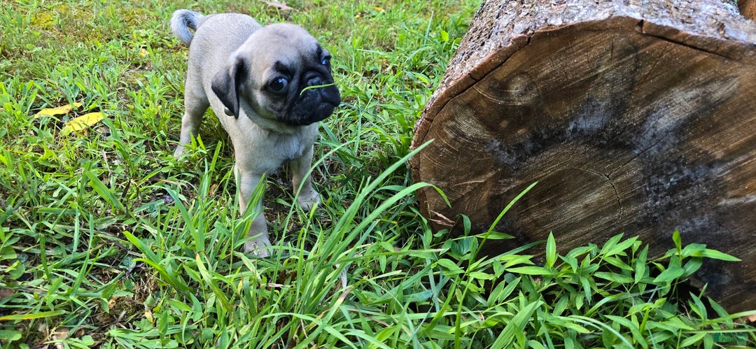 Pug dogs for sale: Dwight - Ad 8