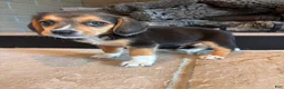 Beagle dogs for sale: Buddy - Ad 9