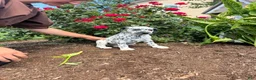 Dalmatian dogs for sale: Samantha❤️AKC Registered🐾Text or Call - Ad 3