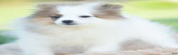 Pomeranian dogs for sale: Biscuit AKC - Ad 5