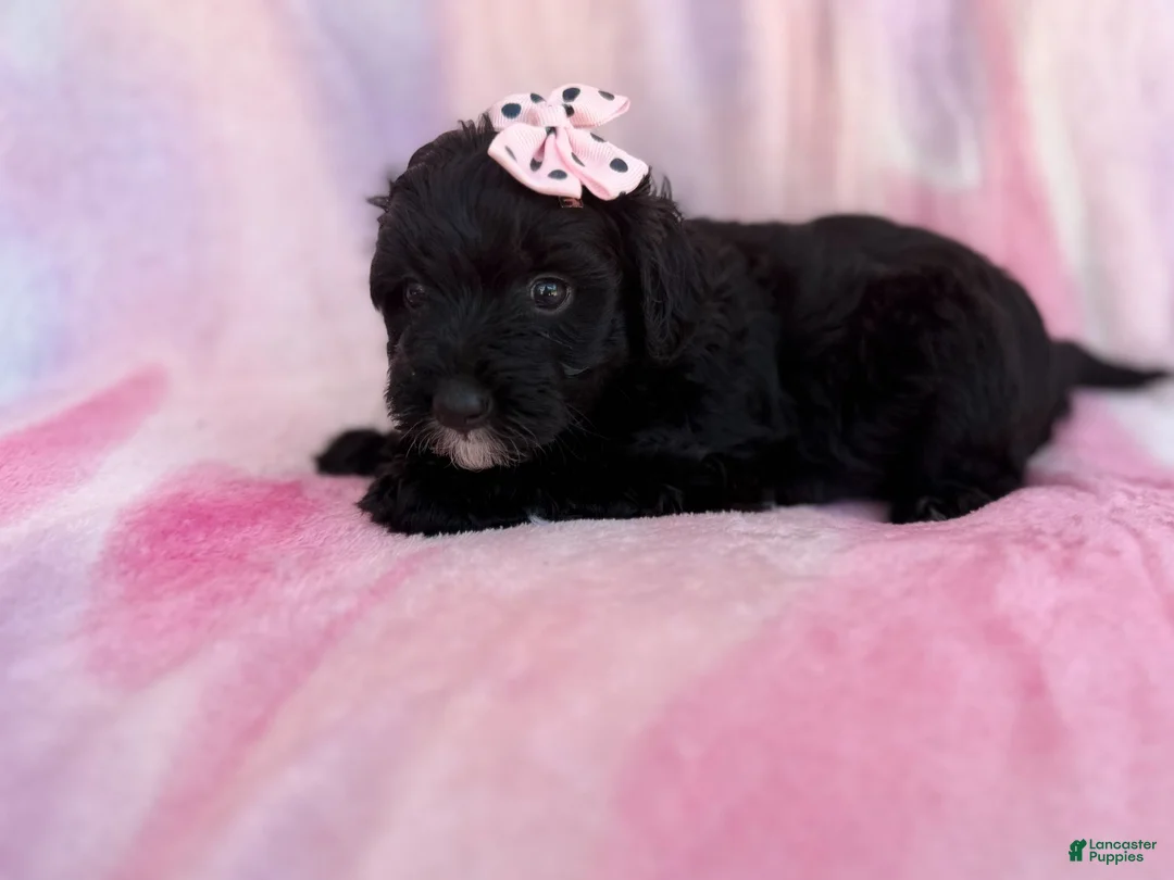 Aussiedoodle dogs for sale: Daisy - Ad 7
