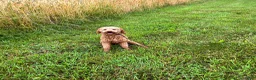 Mini Goldendoodle dogs for sale: Mel - Ad 5