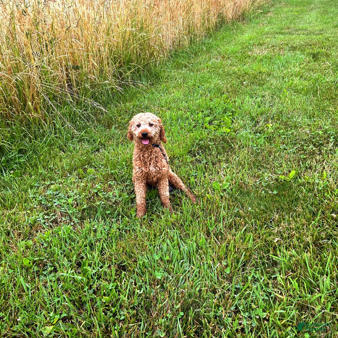 Mini Goldendoodle dogs for sale: Mel - Ad 5