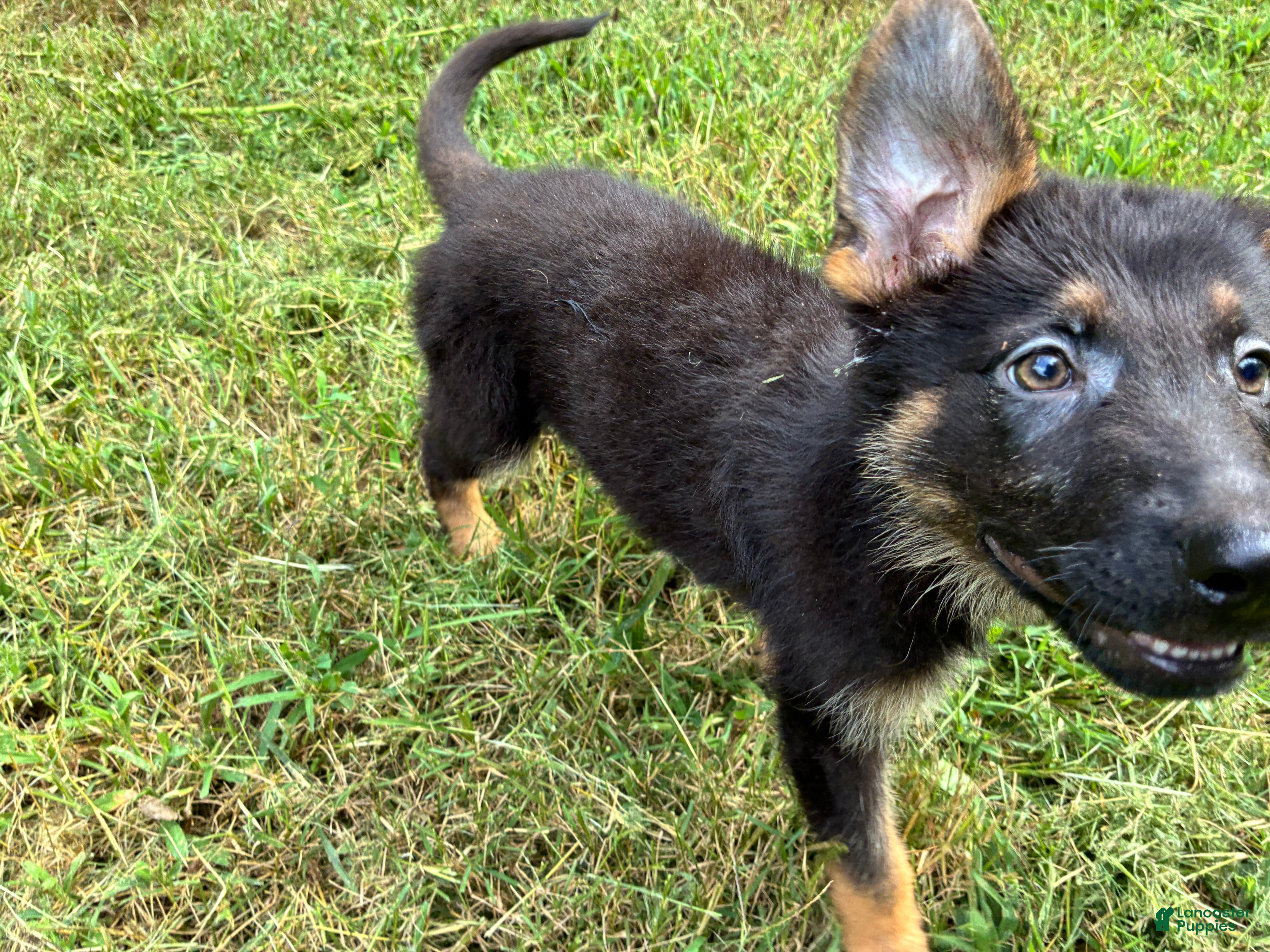 German Shepherd dogs German Shepherd Female - Ad 8