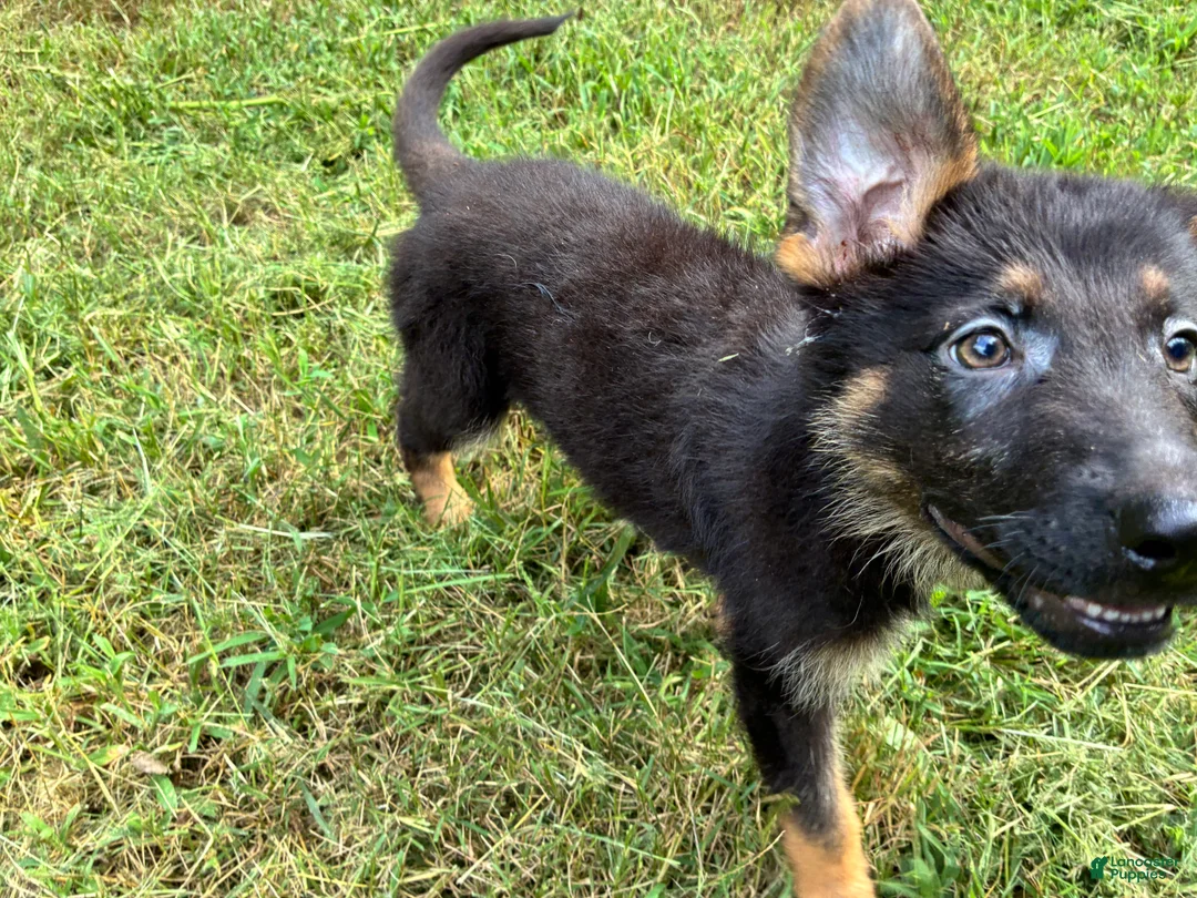 German Shepherd dogs for sale: German Shepherd Female - Ad 1