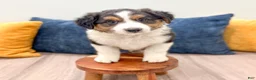 Australian Shepherd dogs for sale: Sammy - Ad 2